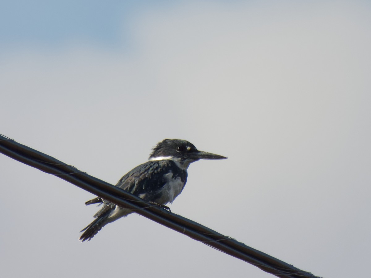 Belted Kingfisher - ML640875801
