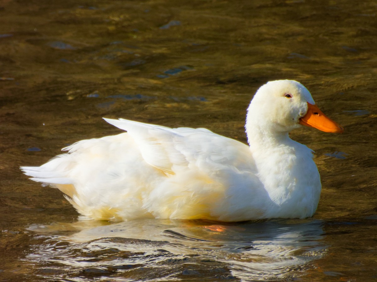 Mallard (Domestic type) - ML640875809