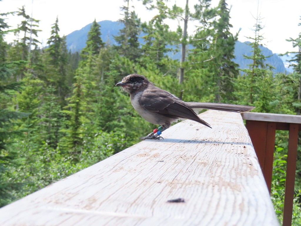 Canada Jay - ML640875829