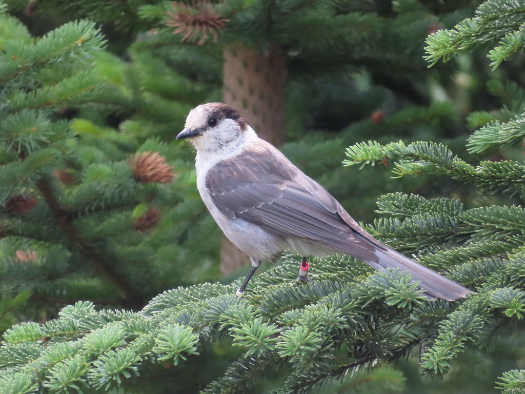 Canada Jay - ML640875841
