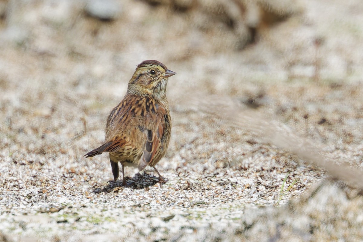 Swamp Sparrow - ML640875842