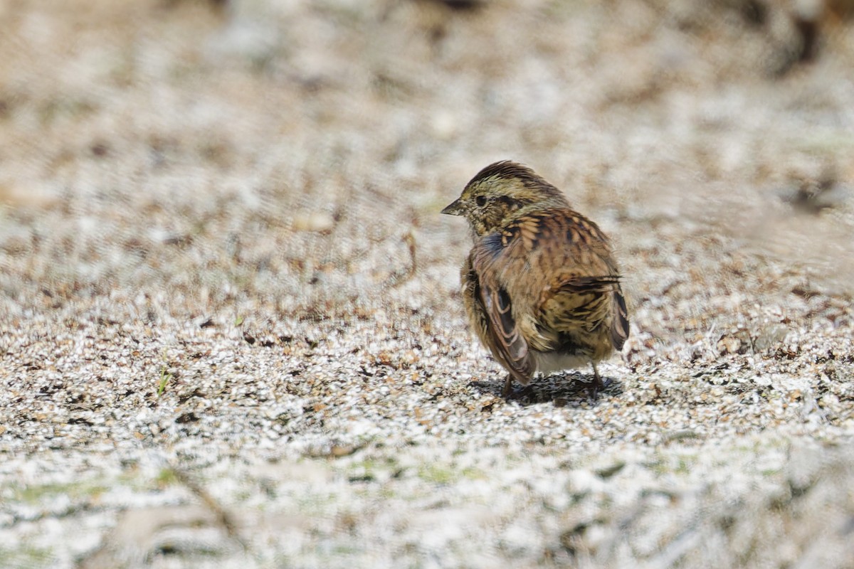 Swamp Sparrow - ML640875843