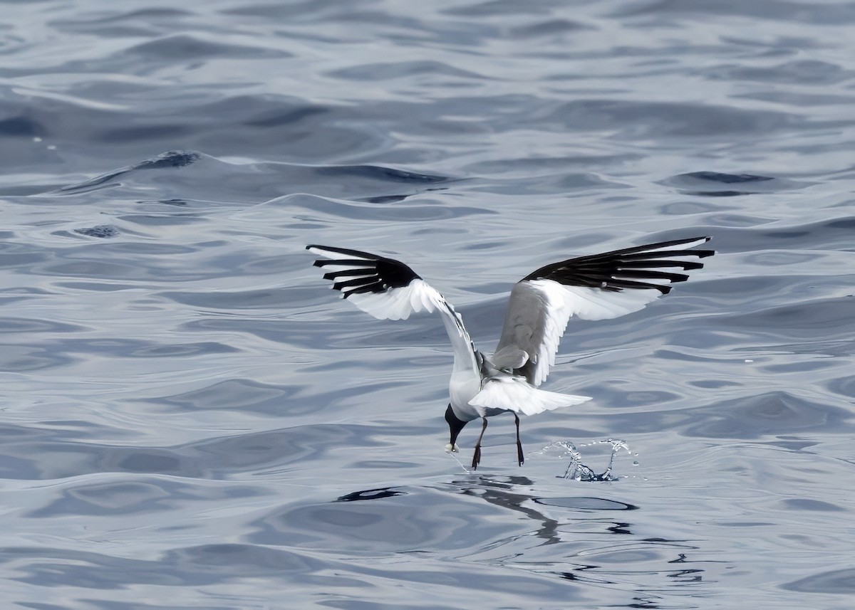 racek Sabinův - ML640875847