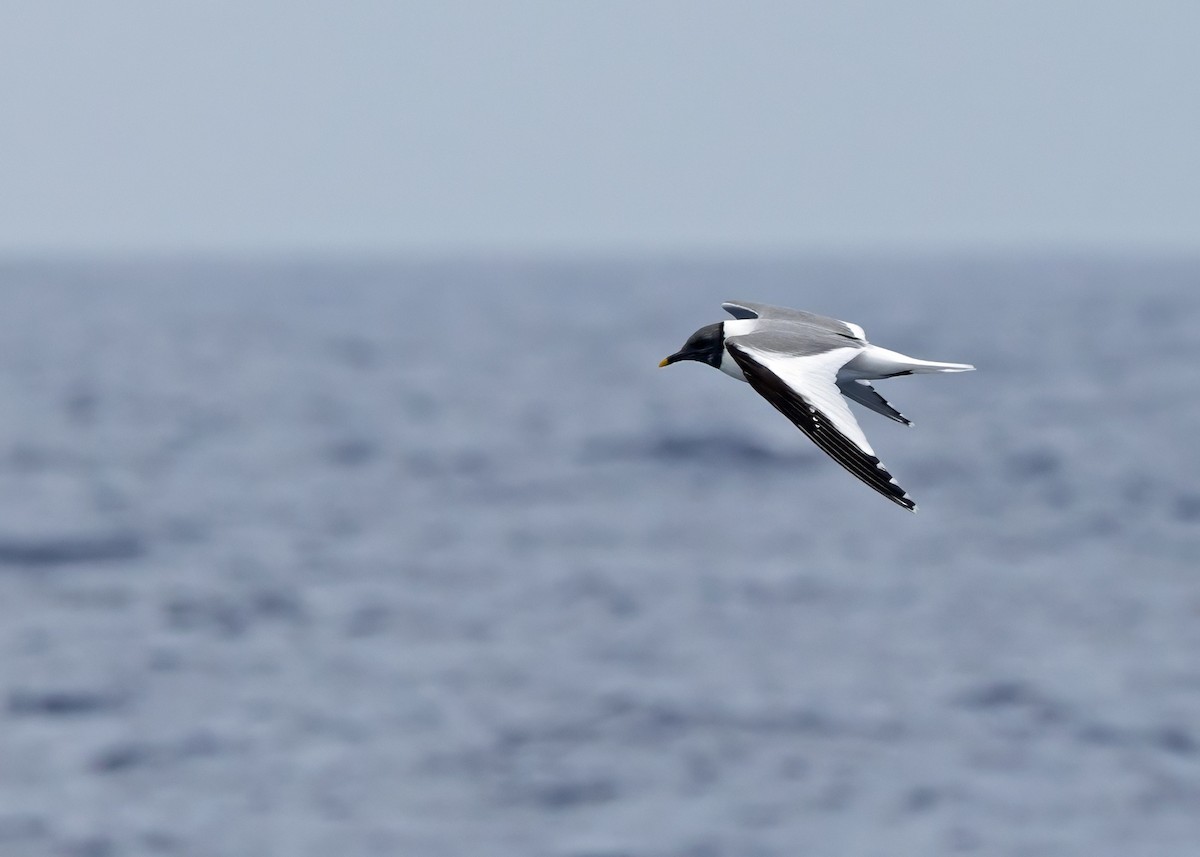 racek Sabinův - ML640875848