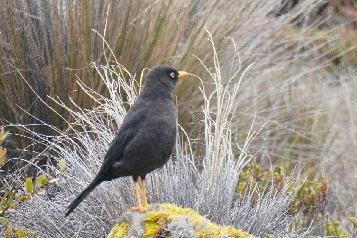 Sooty Thrush - ML640875854