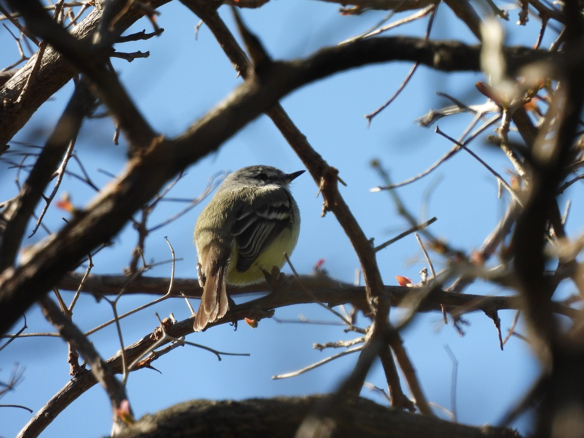 White-crested Tyrannulet - ML640875857