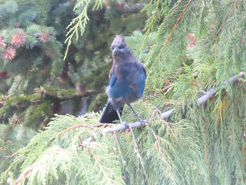 Steller's Jay - ML640875883