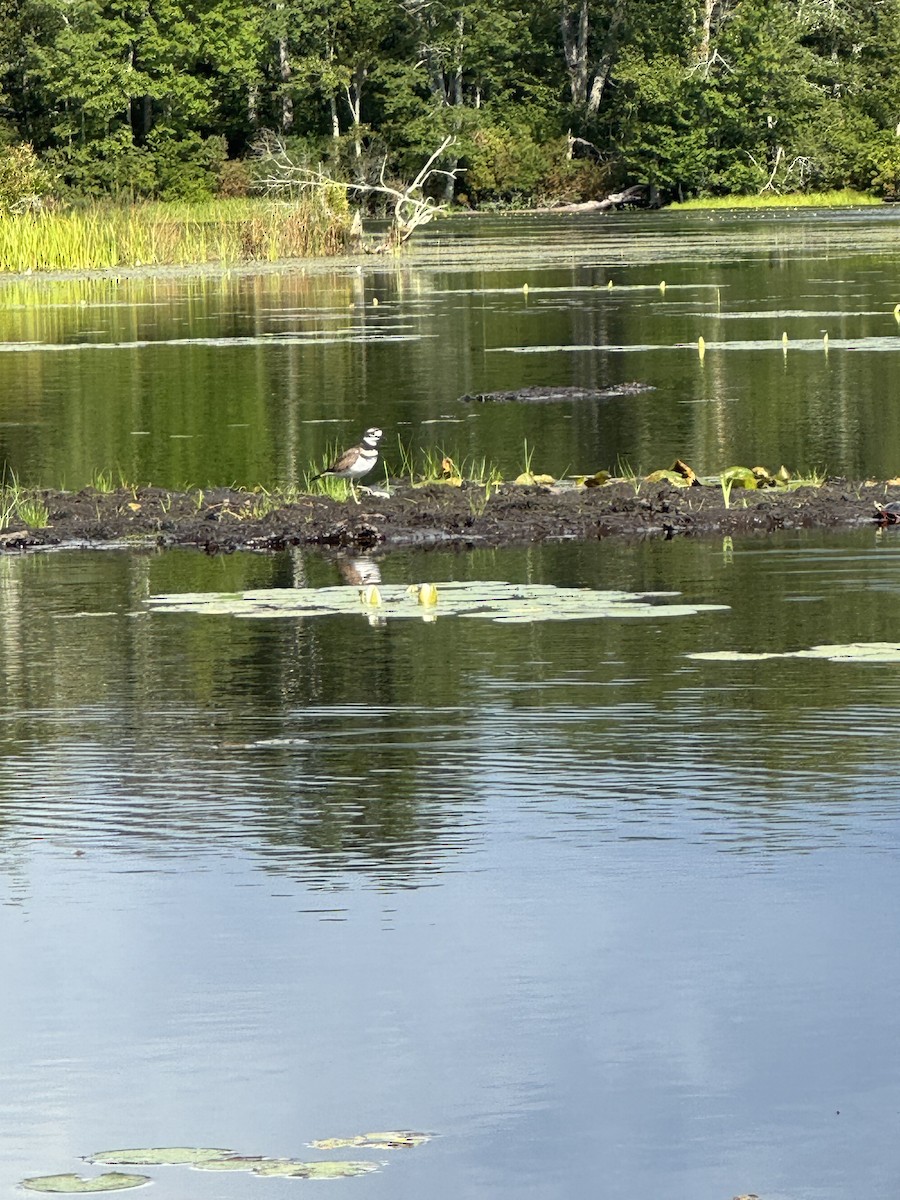 Keilschwanz-Regenpfeifer - ML640875891