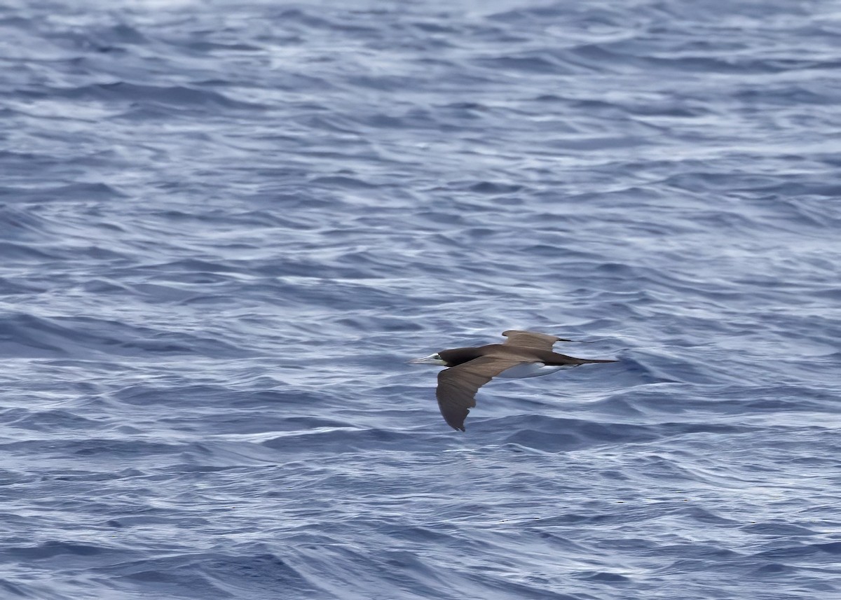 terej kokosový (ssp. brewsteri) - ML640875913