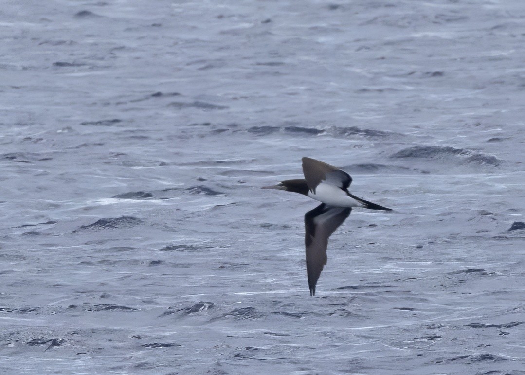 terej kokosový (ssp. brewsteri) - ML640875914