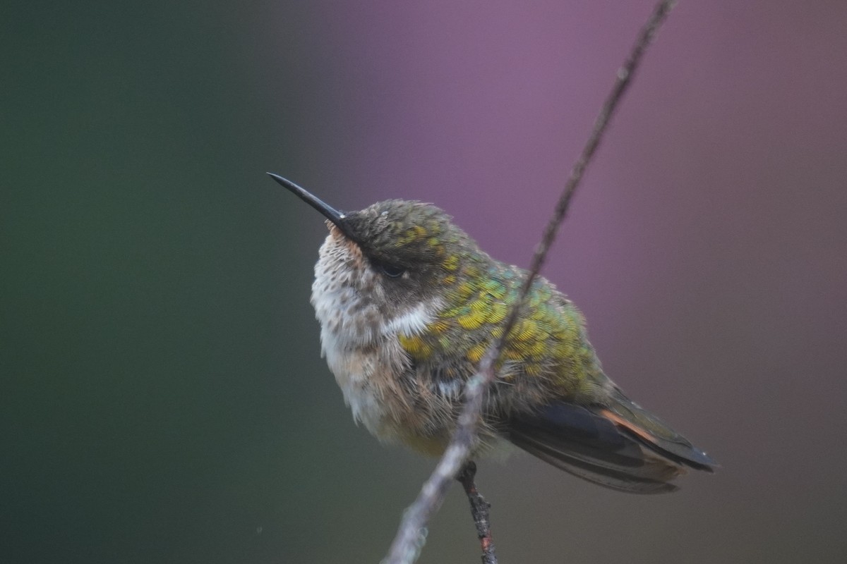 Volcano Hummingbird - ML640875924
