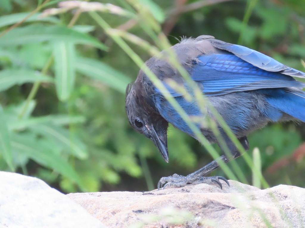 Steller's Jay - ML640875926