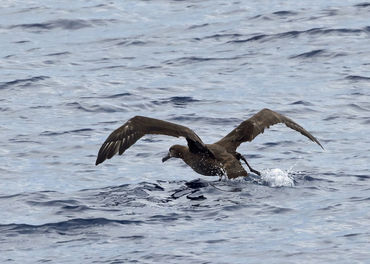 albatros černonohý - ML640875930