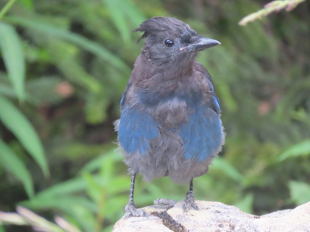 Steller's Jay - ML640875985