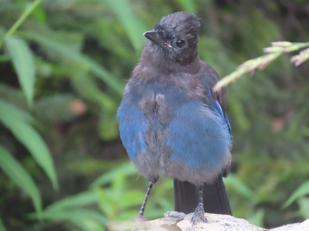 Steller's Jay - ML640875992