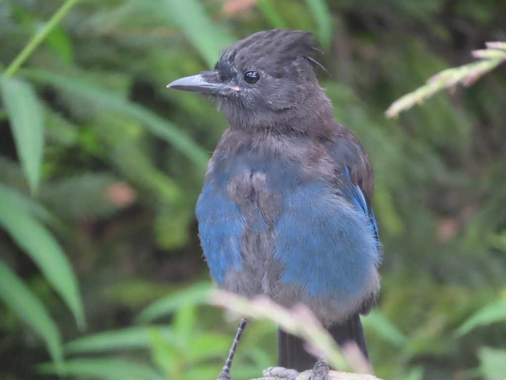 Steller's Jay - ML640875995