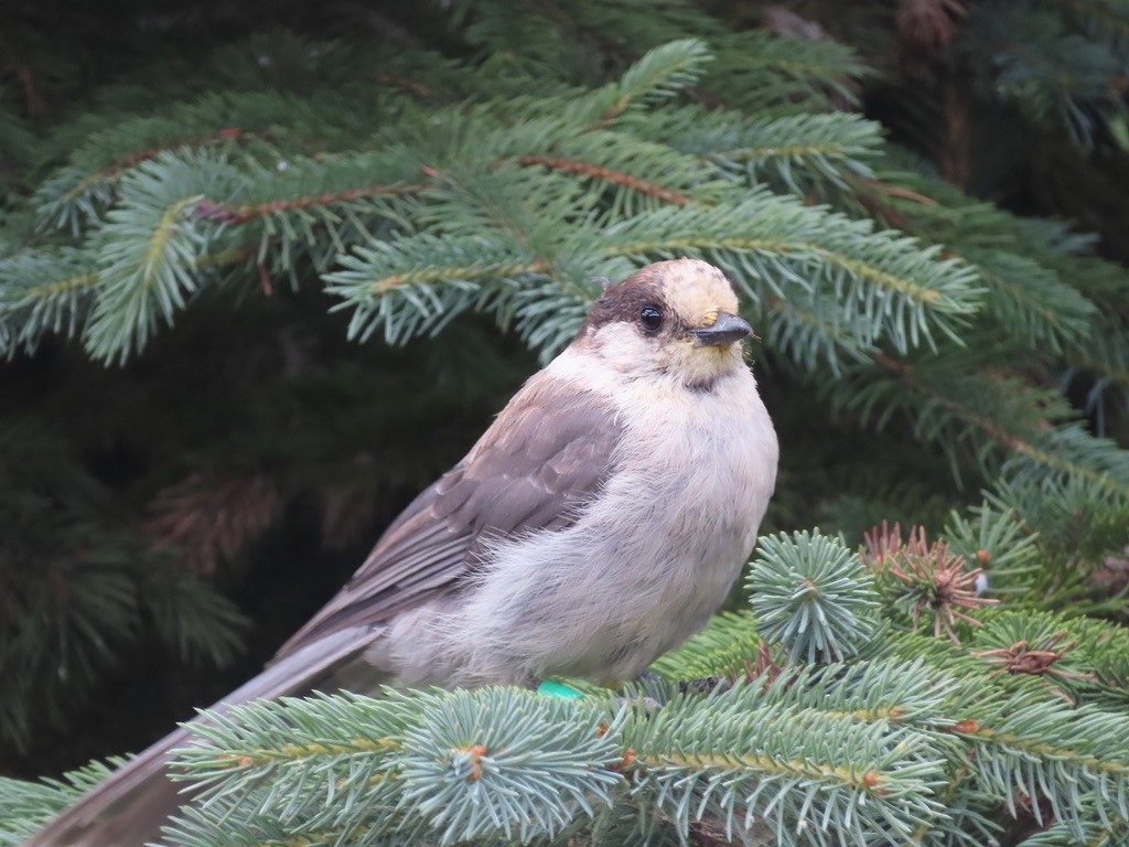 Canada Jay - ML640875999