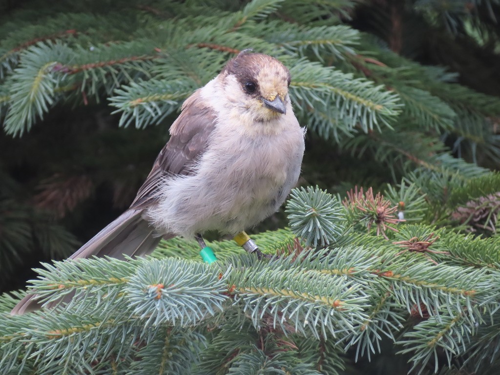 Canada Jay - ML640876003