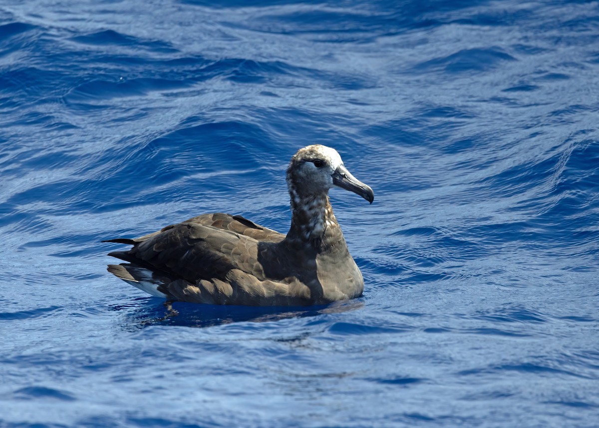 albatros černonohý - ML640876004