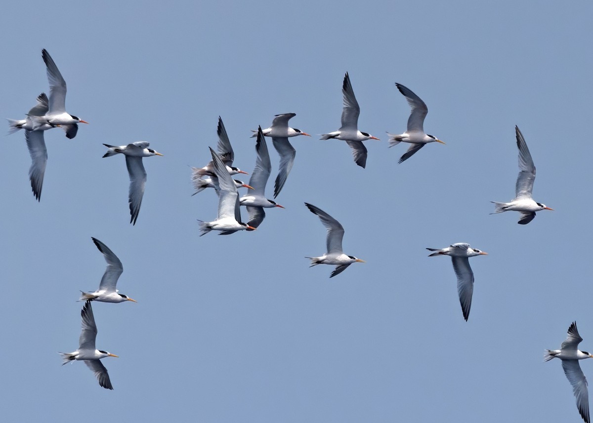 rybák západní - ML640876040