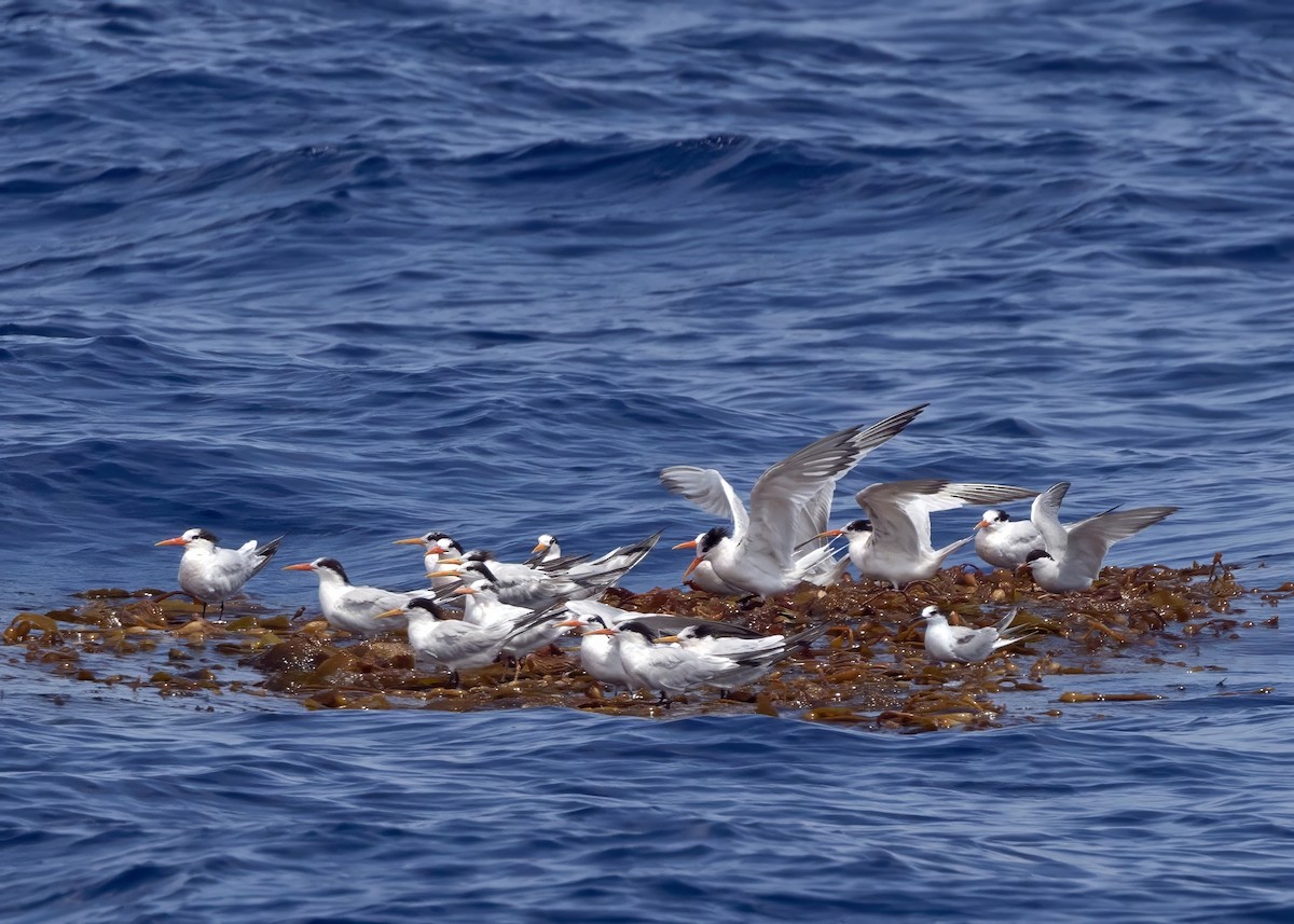 rybák západní - ML640876041