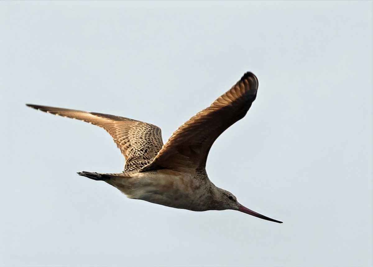 břehouš velký - ML640876077