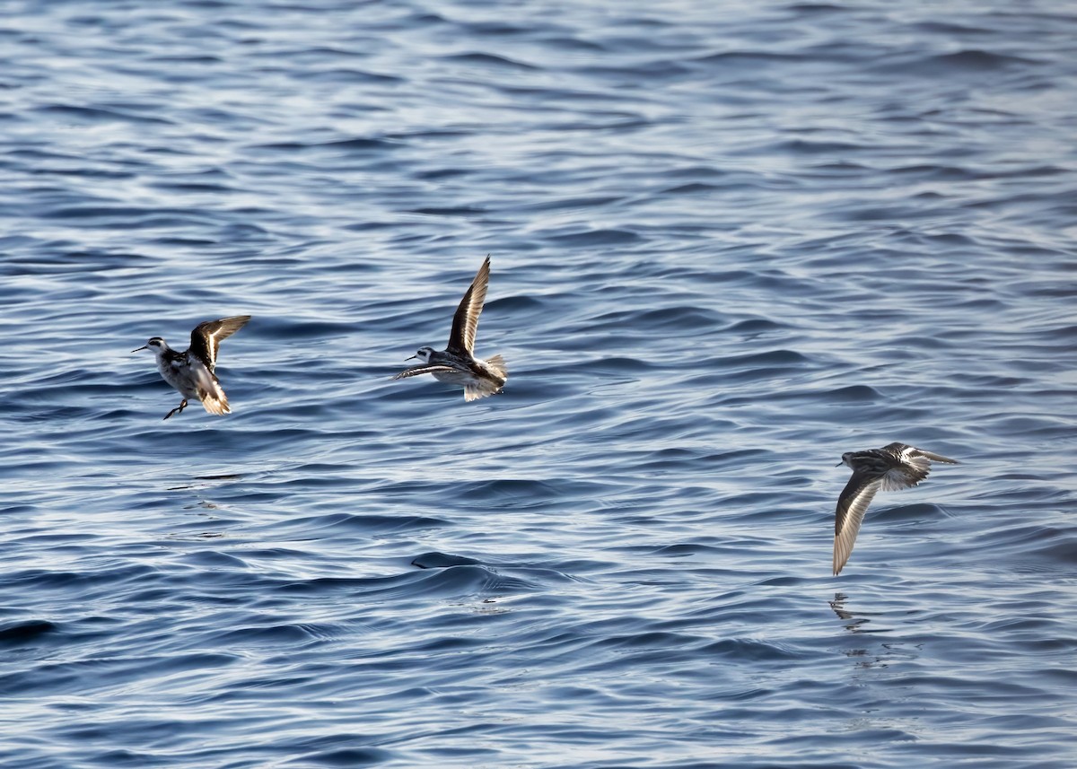 lyskonoh úzkozobý - ML640876105