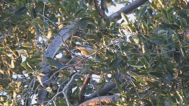 Blackburnian Warbler - ML640876169