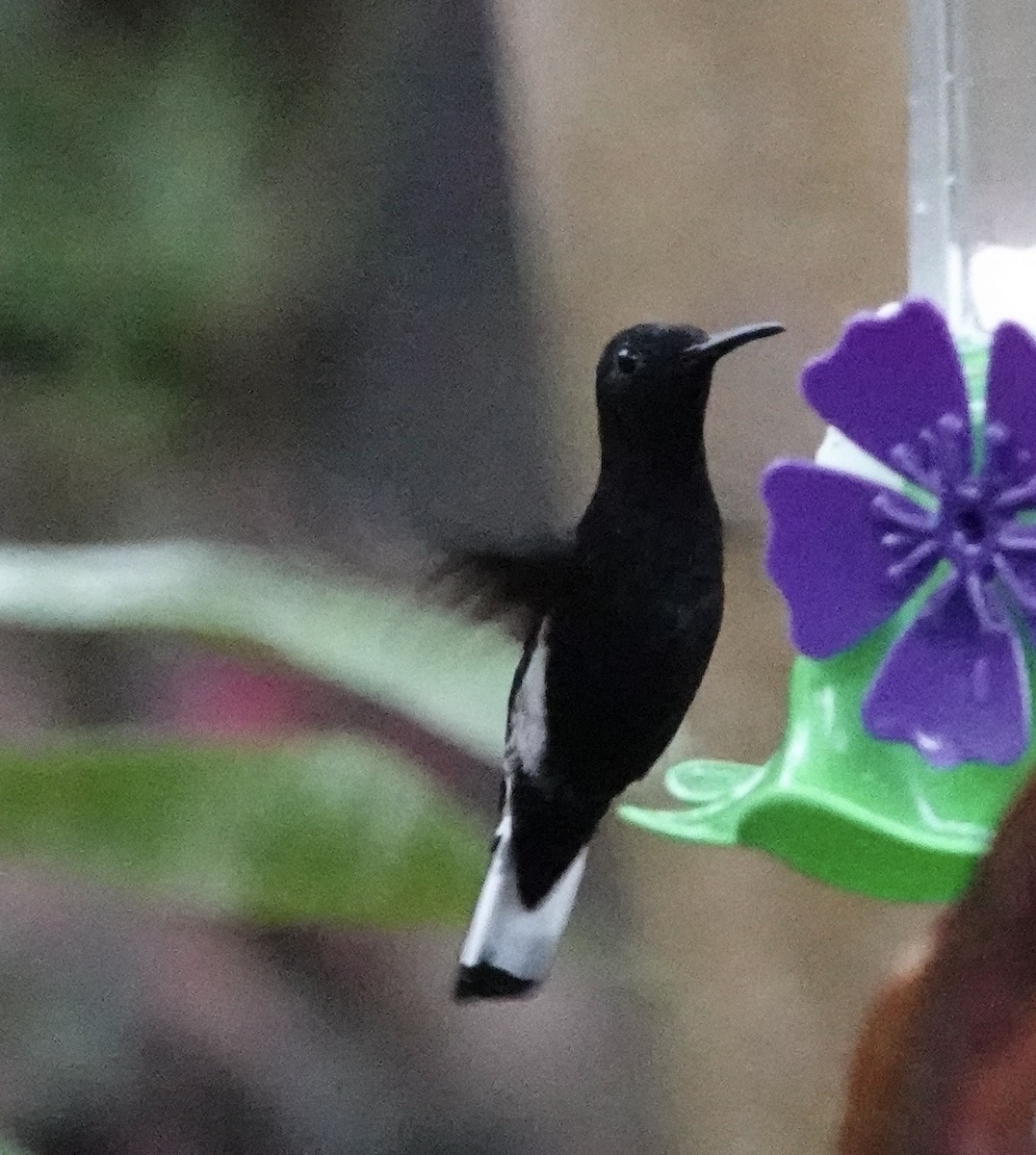 Black Jacobin - ML640876196