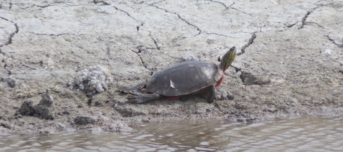 Western Painted Turtle - ML640876199