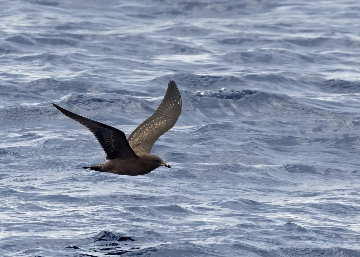 racek mexický - ML640876207