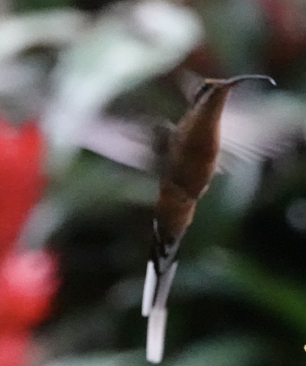 Planalto Hermit - ML640876211