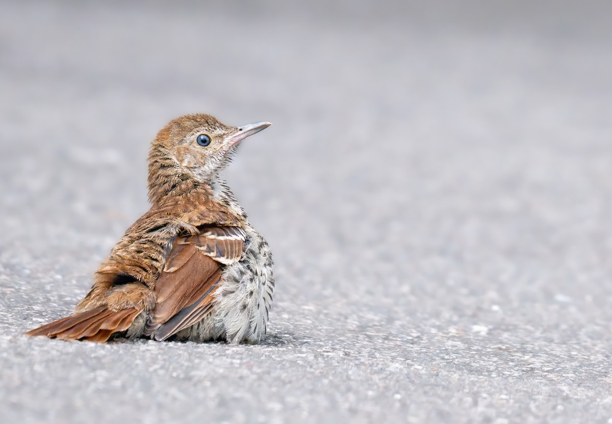 Brown Thrasher - ML640876215