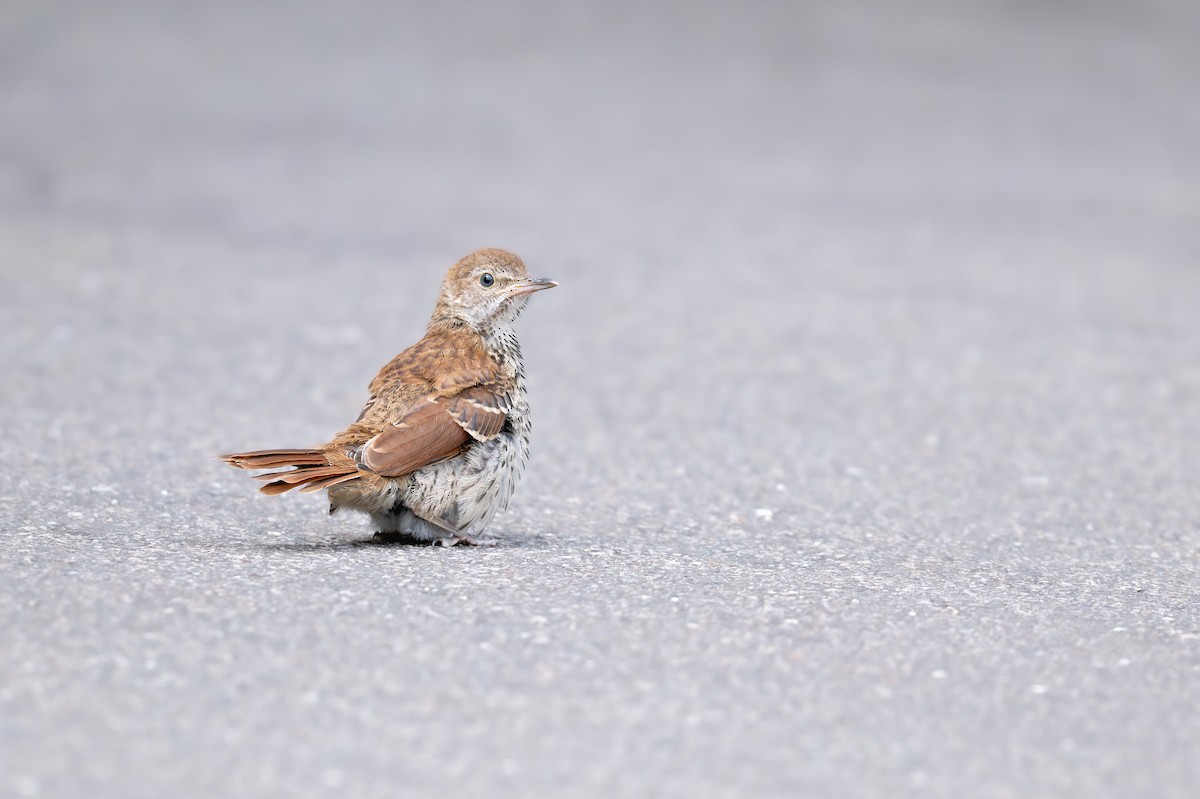 Brown Thrasher - ML640876216