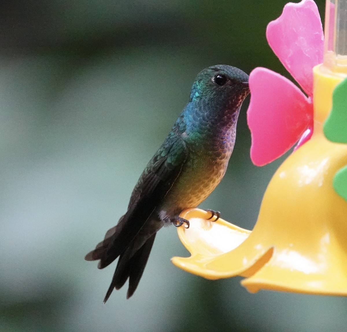 Violet-capped Woodnymph - ML640876218