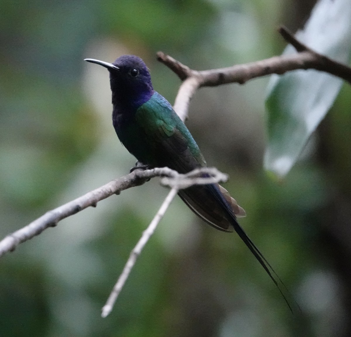 Swallow-tailed Hummingbird - ML640876230