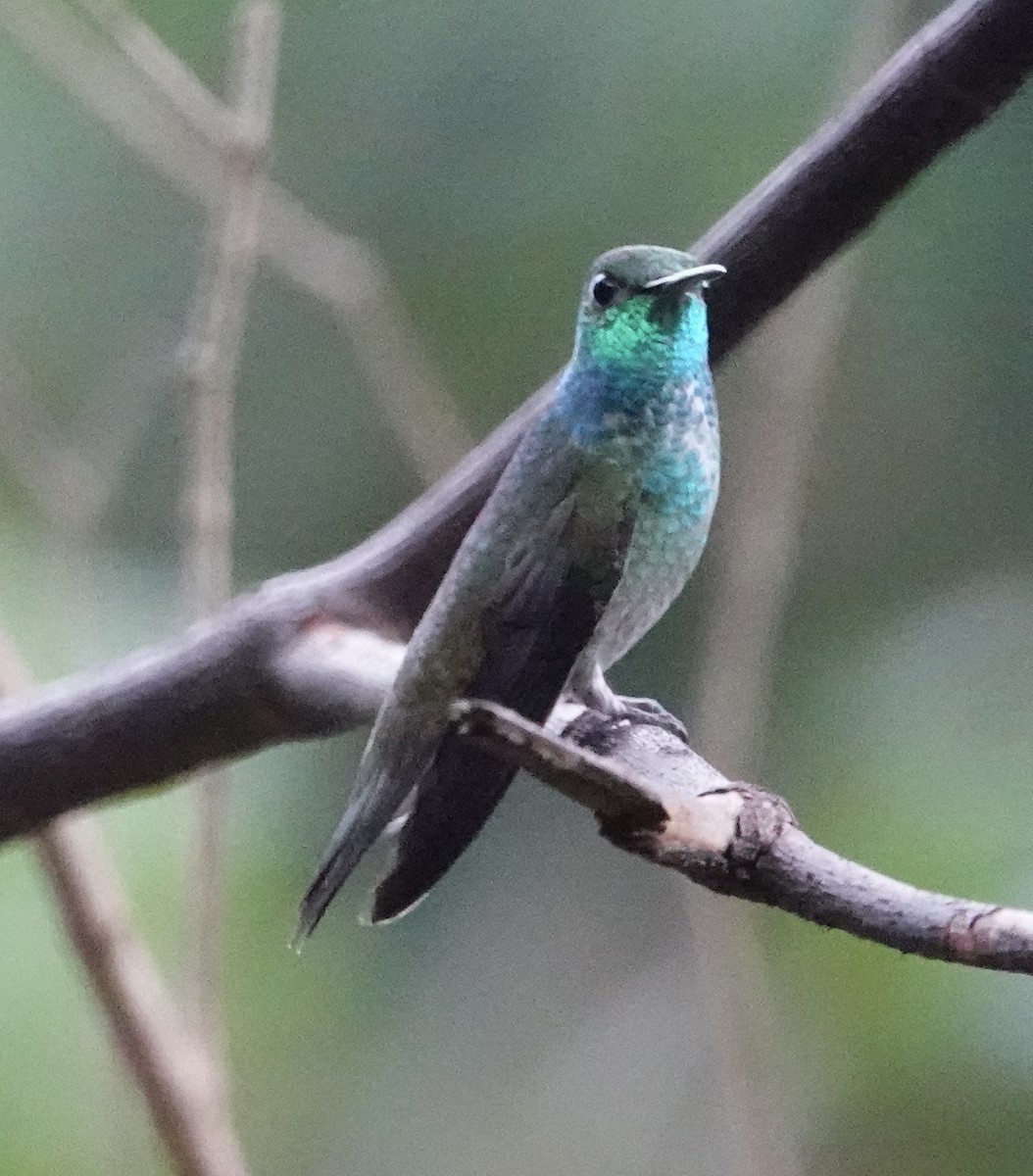 Versicolored Emerald - ML640876260