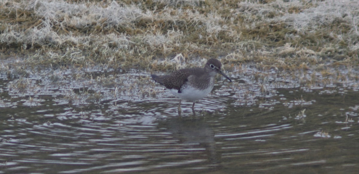 Solitary Sandpiper - ML640876265