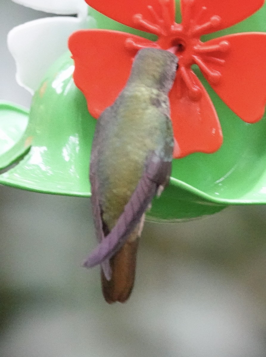 Gilded Hummingbird - ML640876278