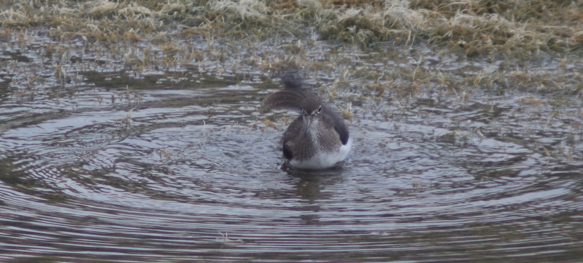 Solitary Sandpiper - ML640876288