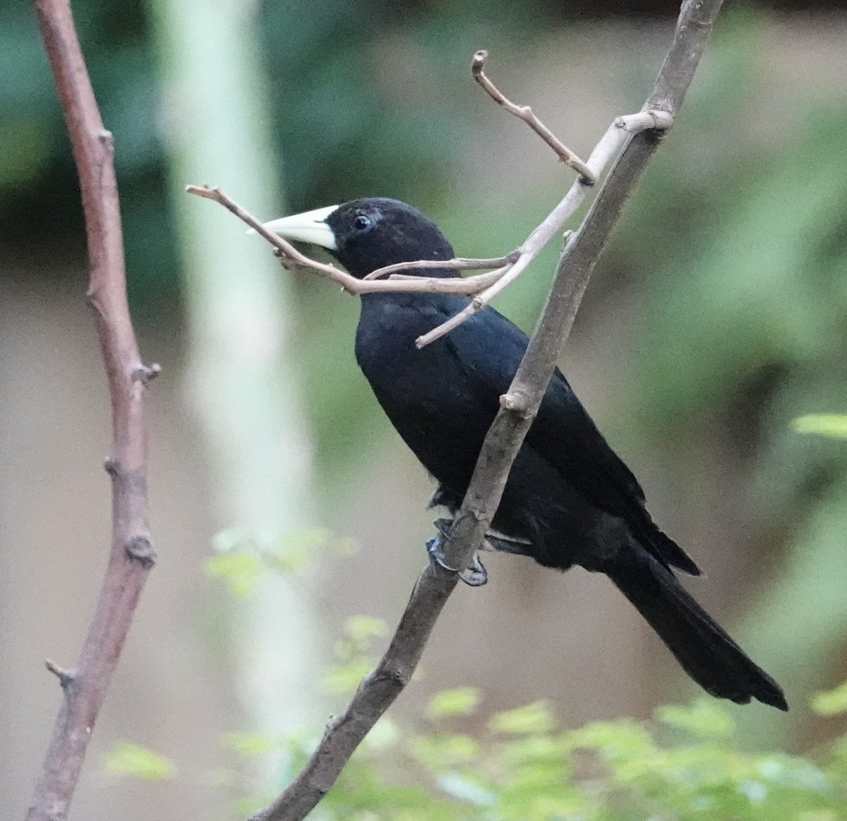 Red-rumped Cacique - ML640876291