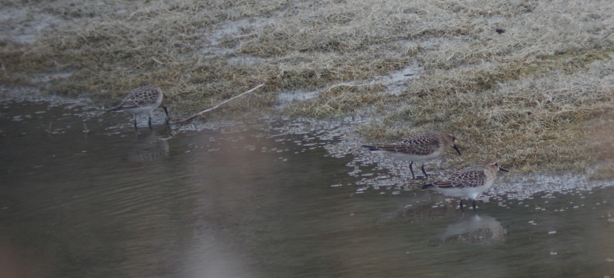 Baird's Sandpiper - ML640876325