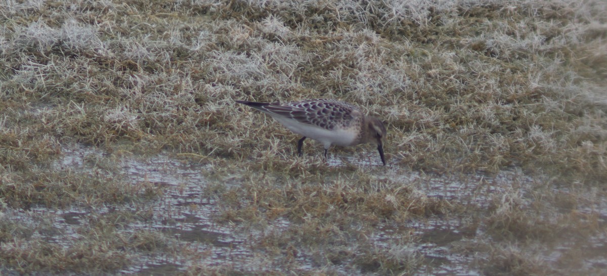 Baird's Sandpiper - ML640876331