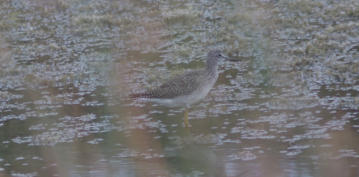 Greater Yellowlegs - ML640876357