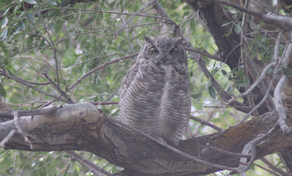 Great Horned Owl - ML640876365