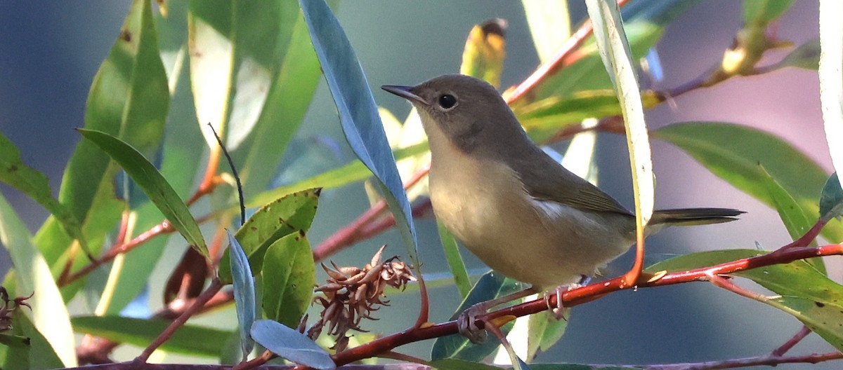 Weidengelbkehlchen - ML640876379