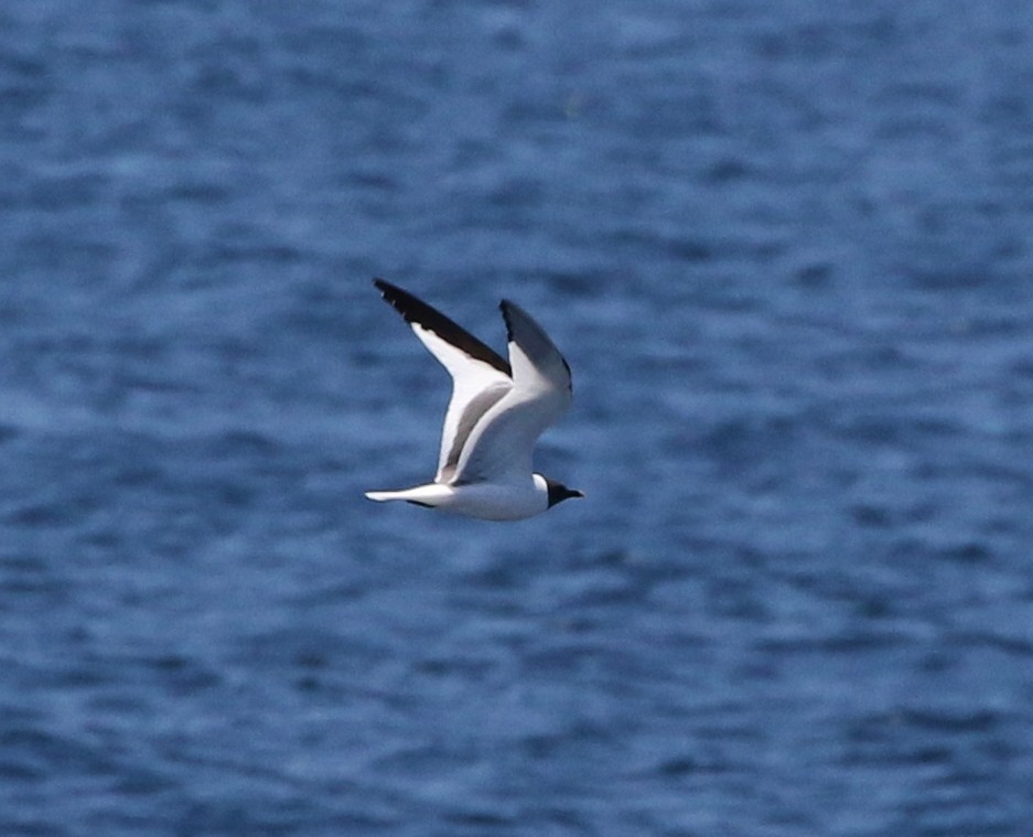 Sabine's Gull - ML64087651