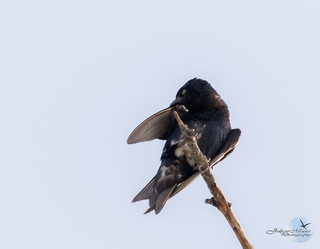 Cuban Martin - ML640876510