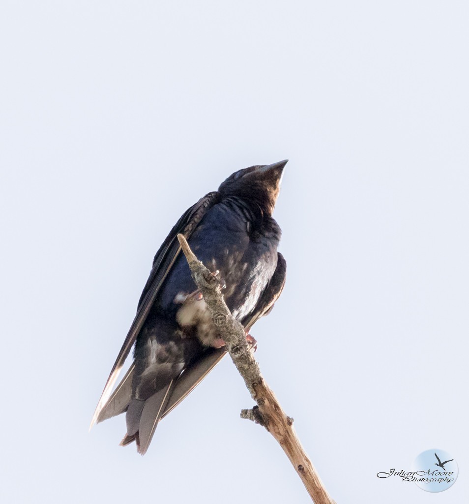 Cuban Martin - ML640876511