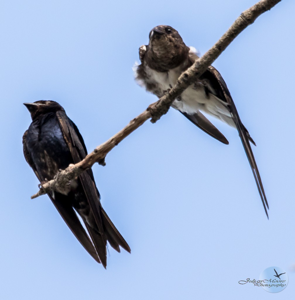 Cuban Martin - ML640876512